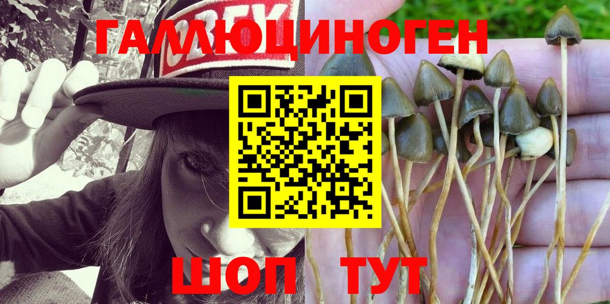 Псилоцибиновые грибы Psilocybe  Вход с VPN  Псилоцибиновые грибы прущие грибы  Полевской 